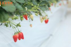 单石草莓苗图片