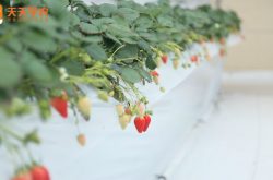 大棚草莓种植及管理