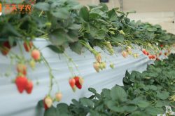 广州鸦岗草莓种植场图片