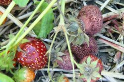 用高锰酸钾打草莓苗能治什么病？
