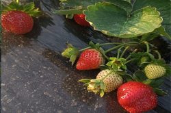 种草莓是买苗还是种子
