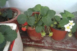 草莓苗细怎么才可以长壮？