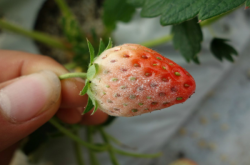 草莓白粉病打什么农药效果好