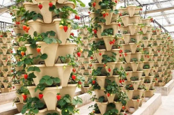 奶油草莓的种植方法是怎样的？