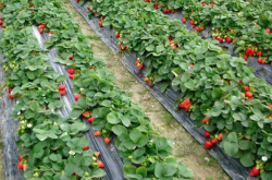 草莓苗在什么时间控制旺长？