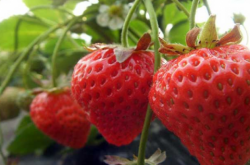 怎么预防草莓根腐病？