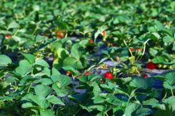 草莓苗期施肥技术是怎样的？