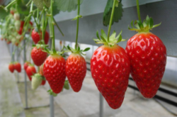 草莓连苗常见病有哪些？如何防治？