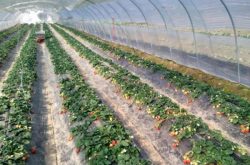 温棚草莓的种植技术有哪些？