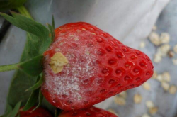 怎样防治草莓白粉病？3招教你搞定