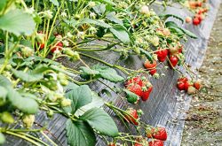 草莓开花如何施肥，如何提升草莓品质