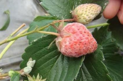 白粉病草莓能食用吗？哪些草莓不能吃？