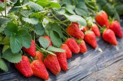 草莓怎么施肥才会有不错的效果呢