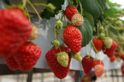 草莓应该如何种植以及营养施肥？