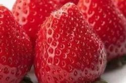 草莓会不会得茎腐病？