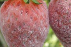 草莓白粉病多发于什么季节？