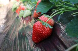 大棚种植草莓怎么施肥