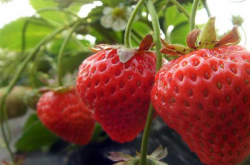 草莓膨果期怎样施肥？