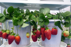 草莓苗为什么叶片老化的快？