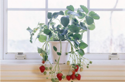 多菌灵能防草莓的白粉病吗？