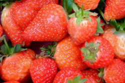 章姬草莓最能生什么病？