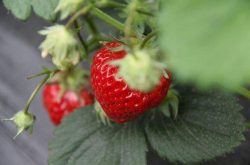 草莓红中柱根病的药有用吗以及保养措施