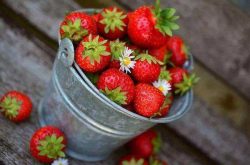 草莓怎么施肥，快速让草莓结果方法
