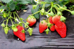 草莓开花要加大施肥吗？