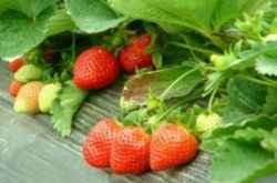 有机草莓施肥方法是什么？