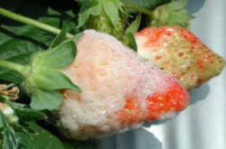 硫磺剂能预防草莓白粉病吗 硫磺剂预防白粉病效果如何