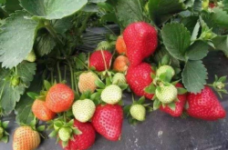 草莓果如何种出草莓苗？