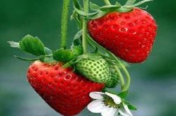 草莓施肥应该注意哪些?