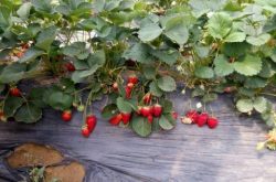 草莓大棚种植选用什么品种