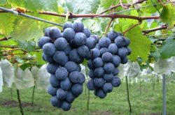 想要种好葡萄？葡萄品种的选择很重要