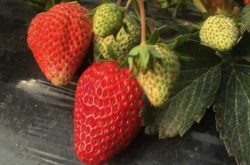 全明星草莓苗怎么鉴别？