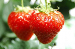 草莓炭疽病主要发生在什么情况下？