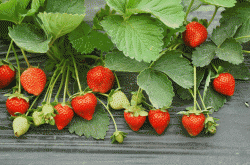 草莓三年苗是什么意思呢？