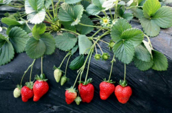 草莓苗夏天可以施肥吗?如何加强田间管理促高产