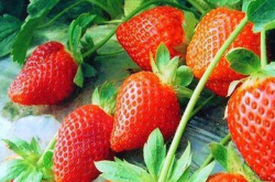 草莓挂果要施肥吗？