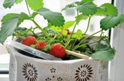 草莓开花了要施肥吗？