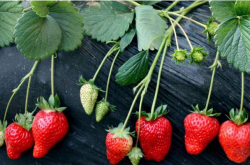 草莓生长周期怎么施肥？