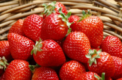 草莓缓苗要泡多久？