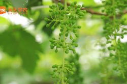 四川酿酒葡萄种植分布