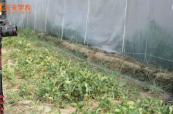 农业科技大棚种植草莓
