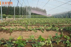 大棚草莓种植前期管理