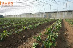 日本草莓大棚种植技术
