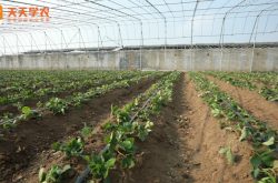 草莓大棚的种植与管理