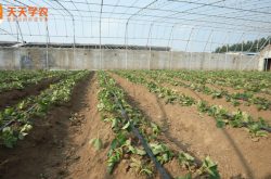 大棚草莓的种植与管理