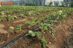 草莓种子田间种植方法