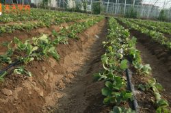 草莓苗施肥方法图片